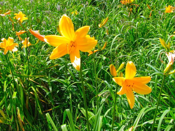 �u�ꍂ���j�b�R�E�L�X�Q