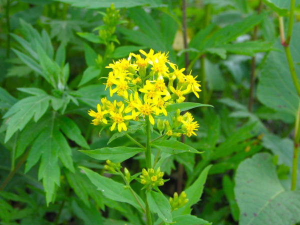 �u�ꍂ���~���}�A�L�m�L�����\�E