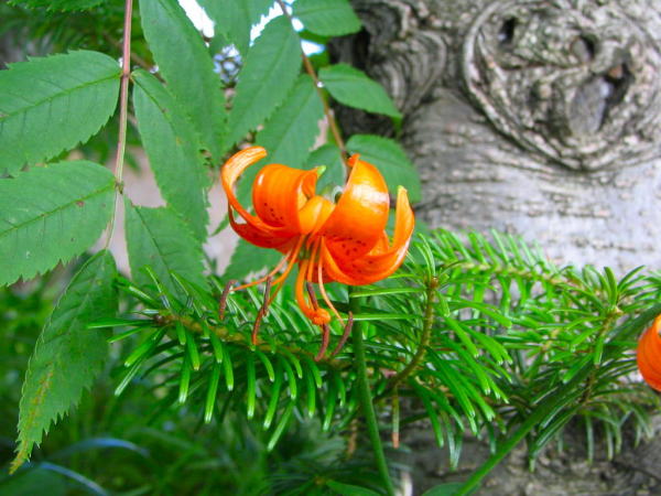 �u�ꍂ���N���}������