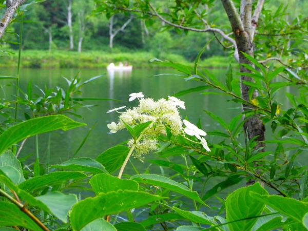 �u�ꍂ���m���E�c�M