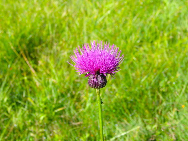 �u�ꍂ���^�����\�E