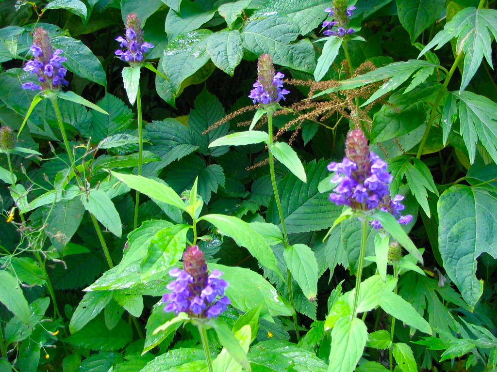 �u�ꍂ���E�c�{�O�T