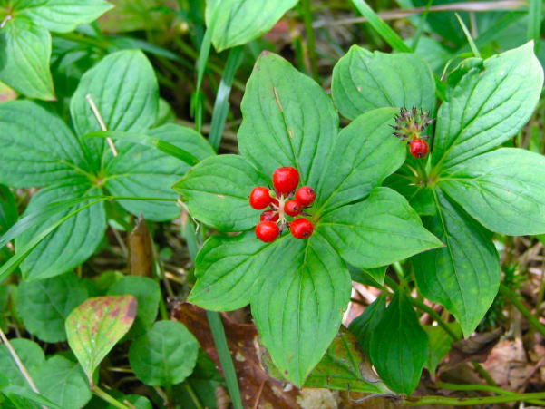 �u�ꍂ���S�[���^�`�o�i��