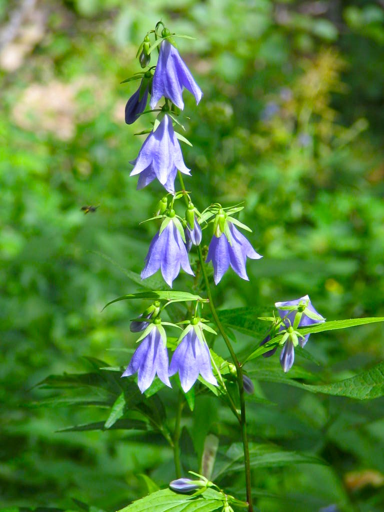 �u�ꍂ���\�o�i��