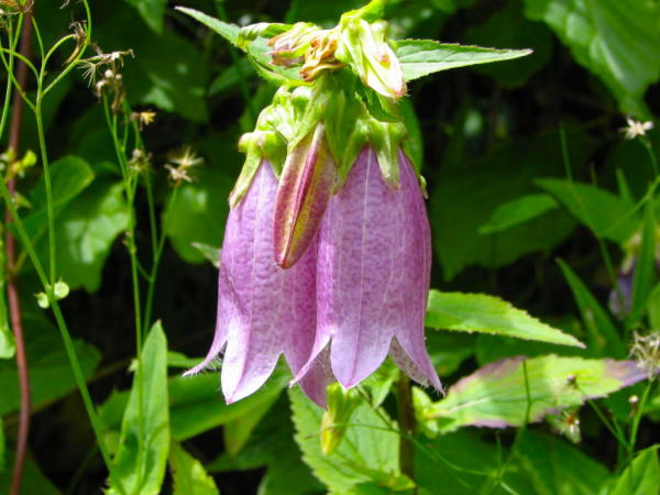 �u�ꍂ�����}�z�^���u�N��