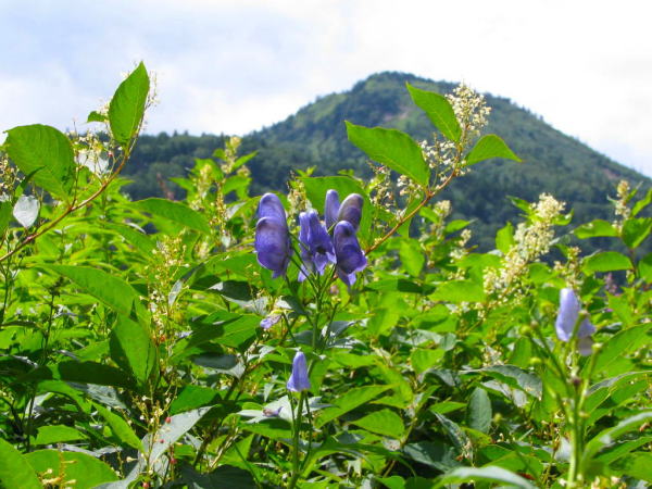 �u�ꍂ���g���J�u�g