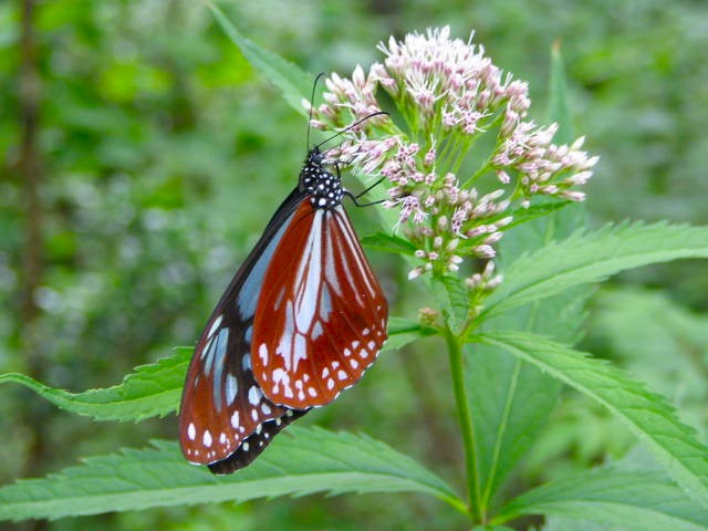 �u�ꍂ�����c�o�q���h��