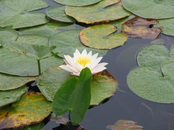 �u�ꍂ���X�C������