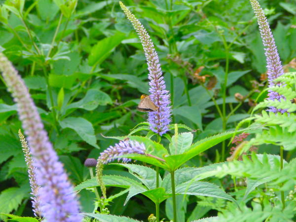 �u�ꍂ���N�K�C�\�E��