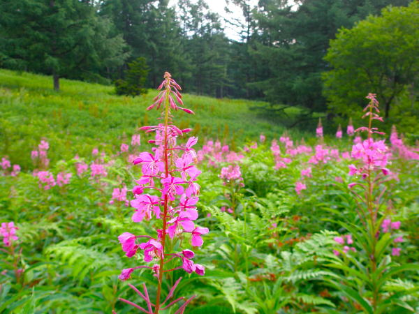 �u�ꍂ�����i�M������