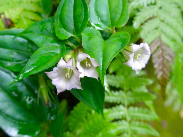 �u�ꍂ���c�������h�E