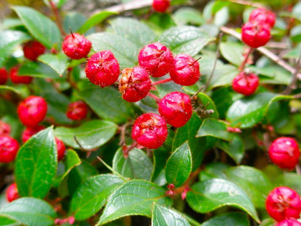 �u�ꍂ���A�J���m��