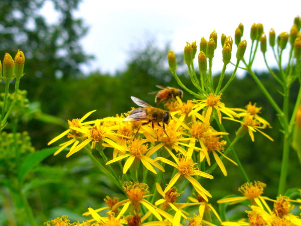 �u�ꍂ���n���S���\�E