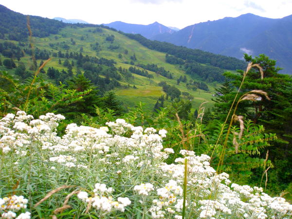 �u�ꍂ�����}�n�n�R��