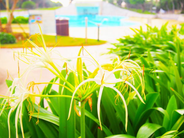 ササガニユリ花