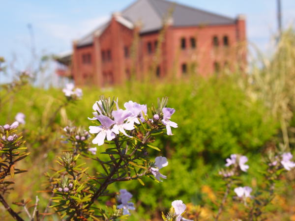 ウエストリンギア花