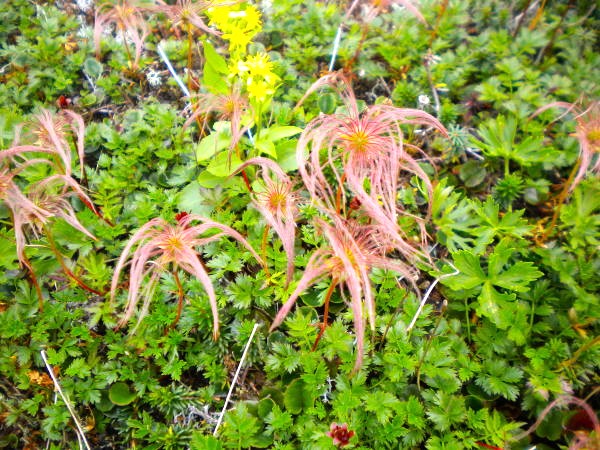 チングルマ実写真