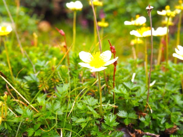 チングルマ花写真