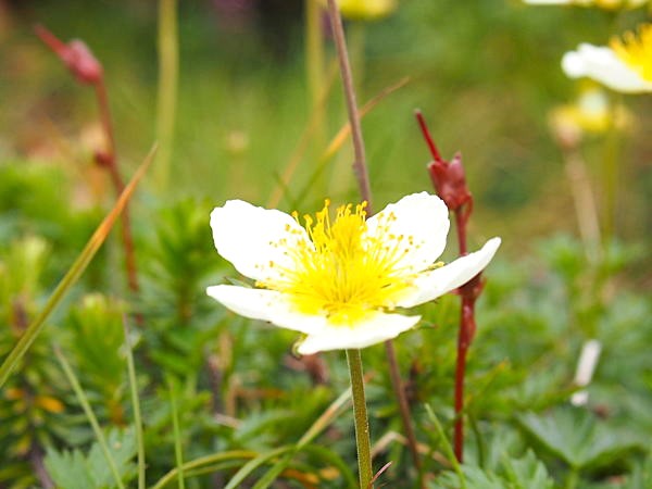 チングルマ花写真