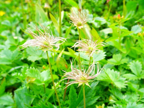 チングルマ実写真