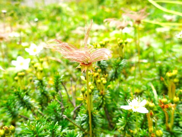 チングルマ実写真