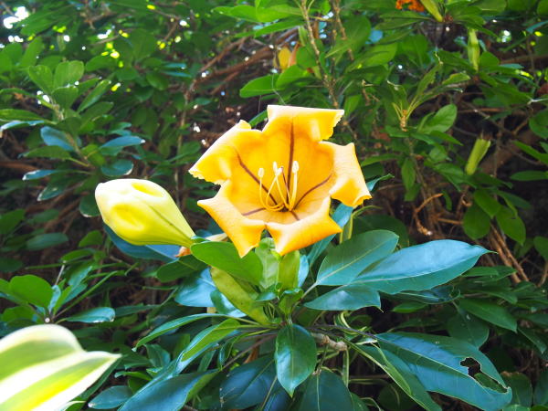 ウコンラッパバナ花沖縄