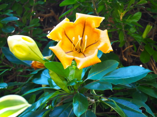 ウコンラッパバナ花沖縄