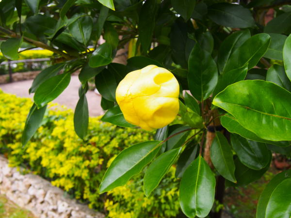 ウコンラッパバナ花蕾と葉沖縄