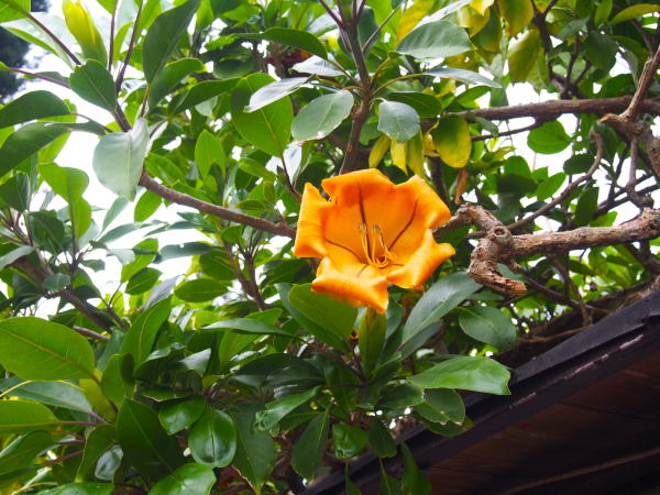 ウコンラッパバナ花沖縄