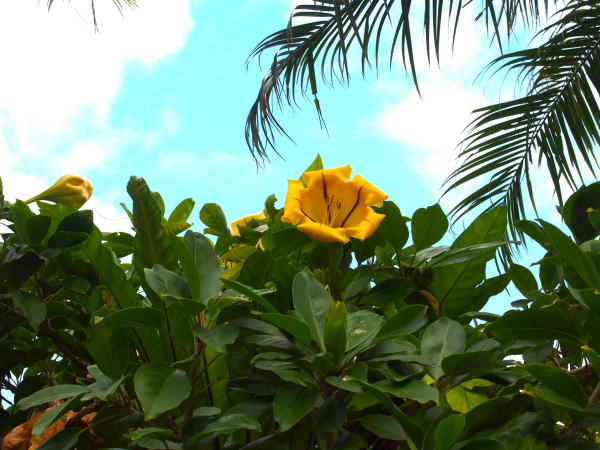 ウコンラッパバナ花沖縄