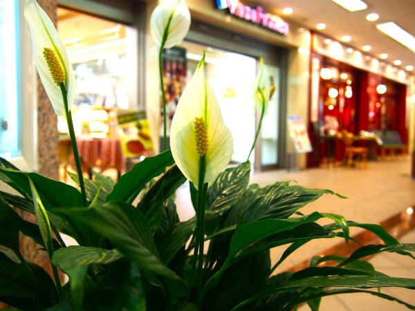 ササウチワ緑色の仏炎苞写真