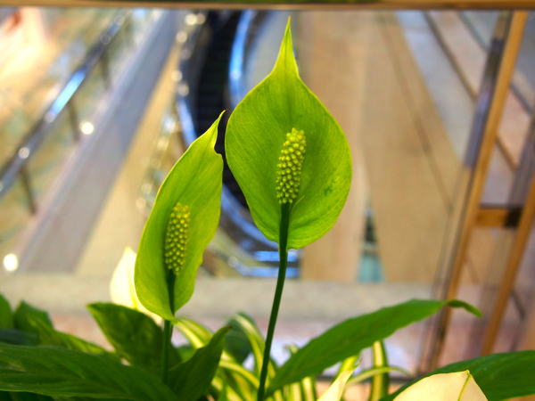 ササウチワ緑色の仏炎苞写真