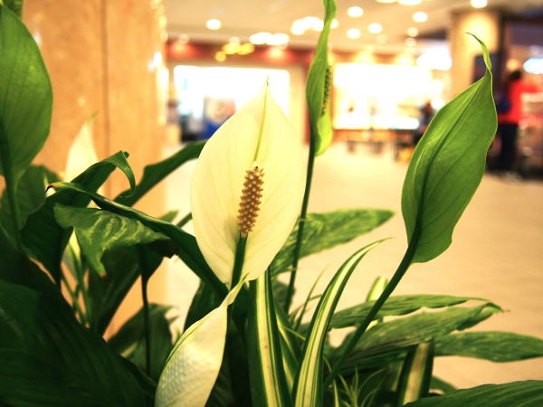 ササウチワ花写真