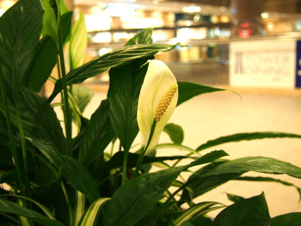 ササウチワ花写真