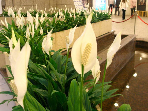 ササウチワ白色の仏炎苞