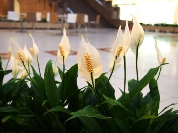 ササウチワ花写真