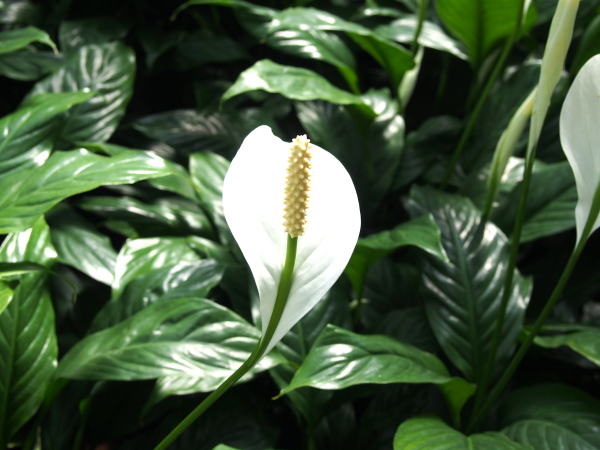 ササウチワ花写真