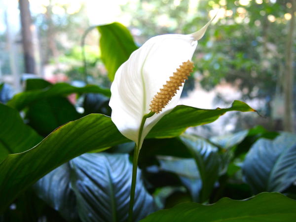 ササウチワ花写真