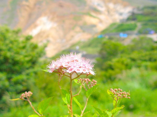 シモツケ花大涌谷