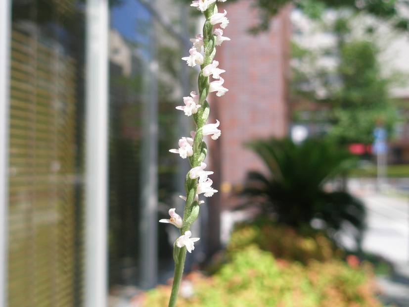 ネジバナ花写真白色