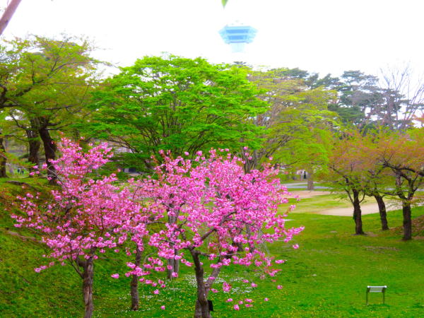 ヤエザクラ花五稜郭公園