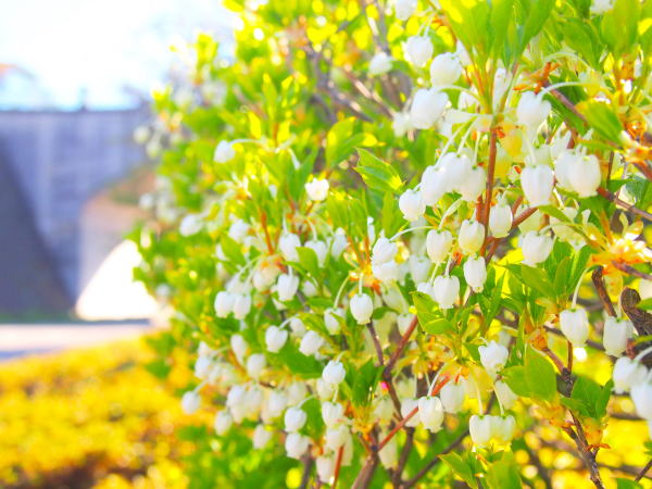 ドウダンツツジ花金沢城公園