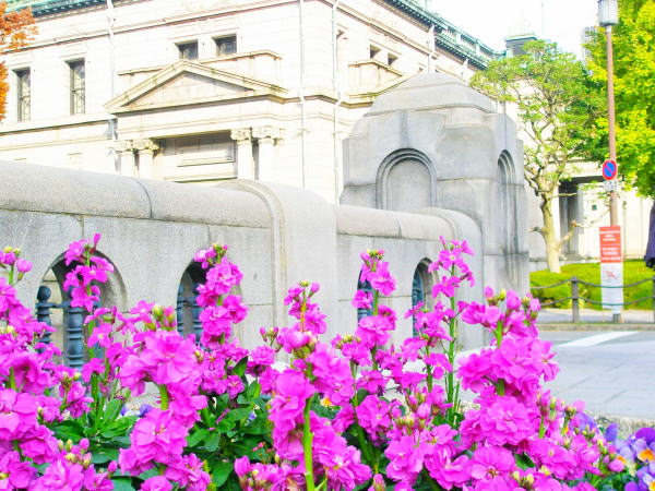 ストック花大阪中之島