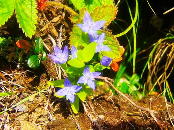 チシマセンブリ花美幌峠