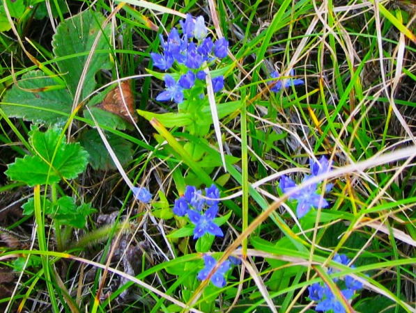 チシマセンブリ花美幌峠