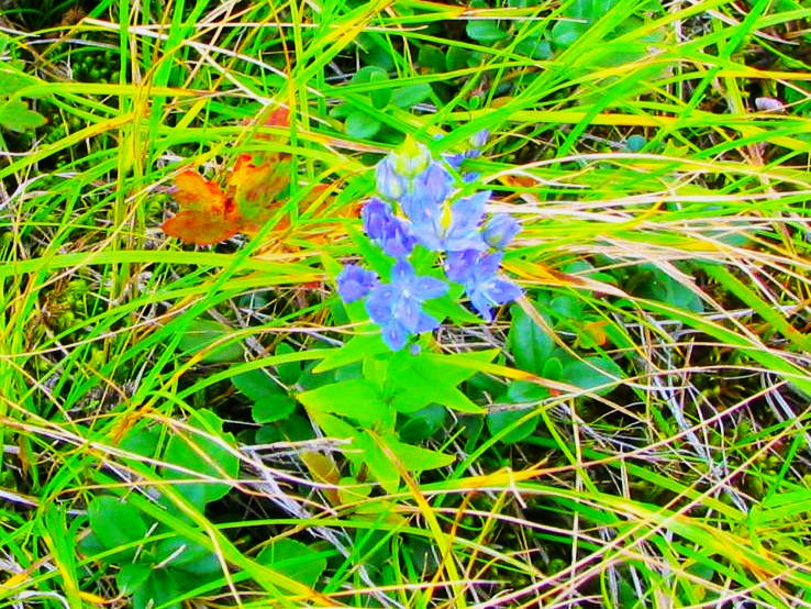 チシマセンブリ花美幌峠