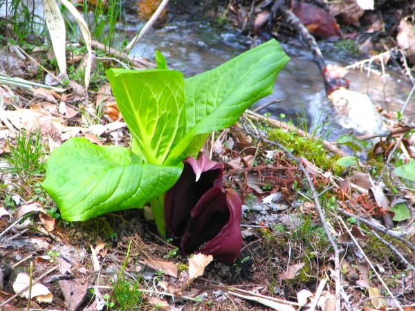ザゼンソウ花葉画像