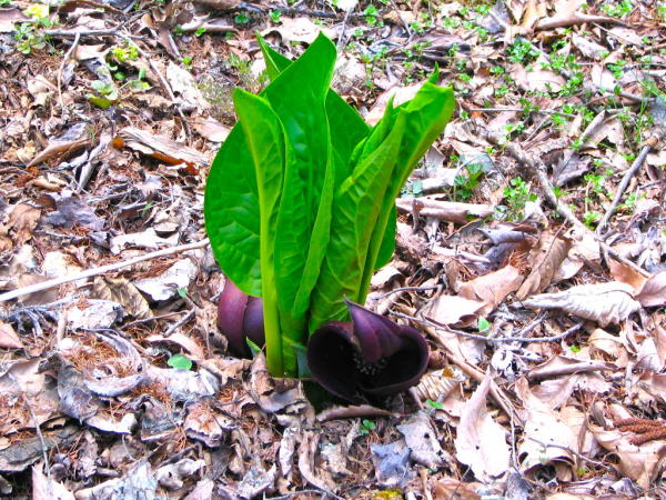 ザゼンソウ花葉画像