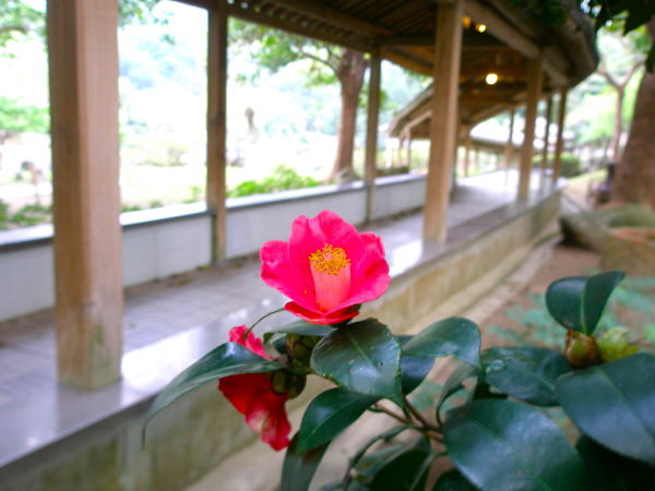 台北ツバキ花画像