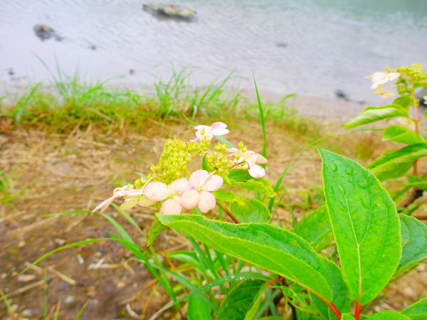 ノリウツギ地獄沼